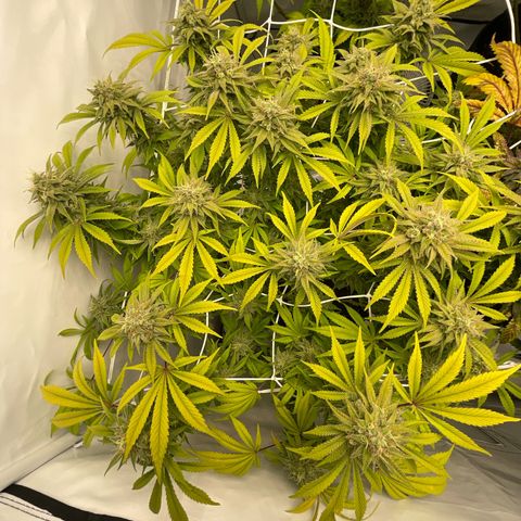 Amnesia Blackberry Moonrock growlog timeline photo