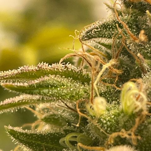Amnesia Blackberry Moonrock growlog timeline photo