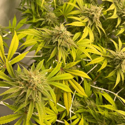 Amnesia Blackberry Moonrock growlog timeline photo