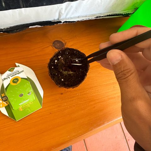 Northern Light Auto 3 PC growlog photo: Germinação 