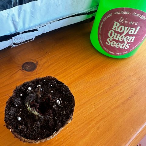 Northern Light Auto 3 PC growlog photo: Germinação 