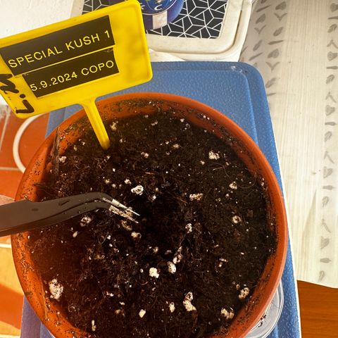 Special Kush 1 C growlog photo: Passagem para vaso 