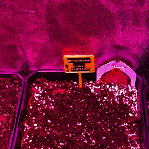 Northern Lights Auto 2 P growlog timeline photo