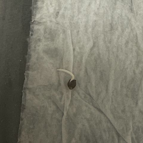 Gorilla Glue #4 C growlog timeline photo