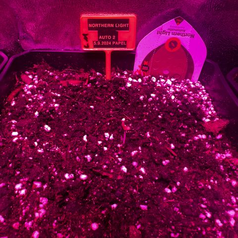 Northern Lights Auto 2 P growlog photo: O primeiro olá 