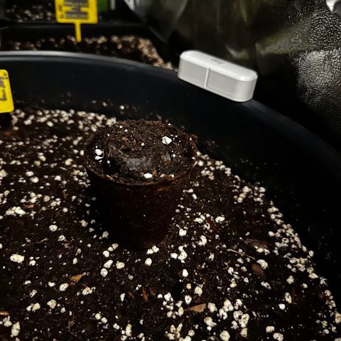 Gorilla Glue #4 P growlog photo: Passar para vazo
