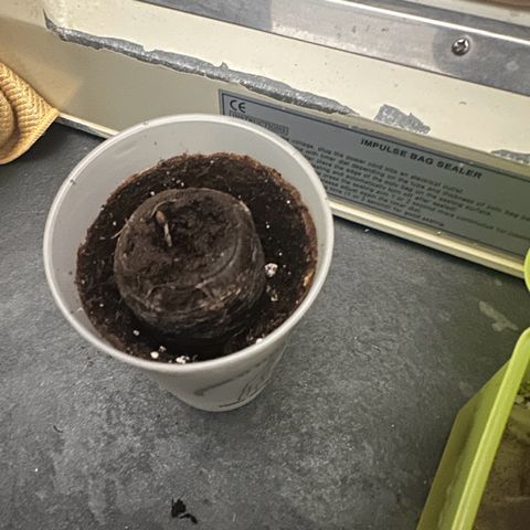 Gorilla Glue #4 P growlog photo: Passar para vazo