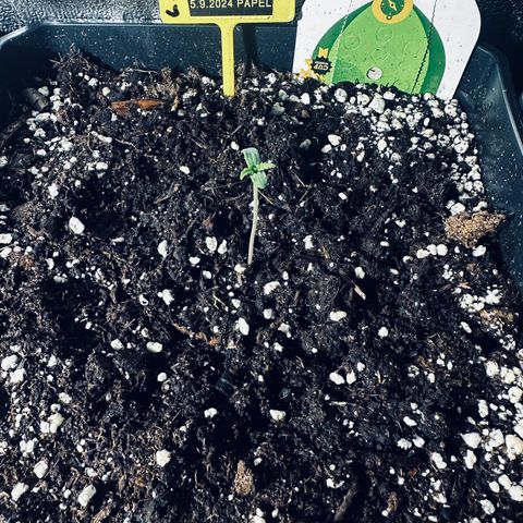 Northern Lights Auto 2 P growlog timeline photo