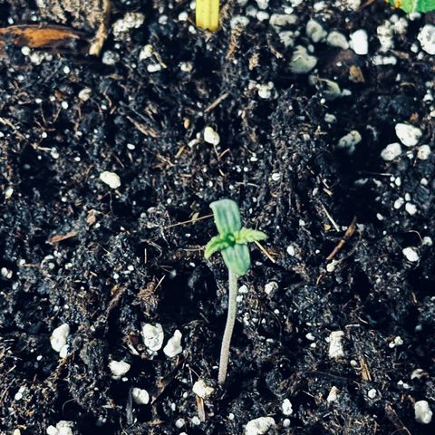 Northern Lights Auto 2 P growlog timeline photo