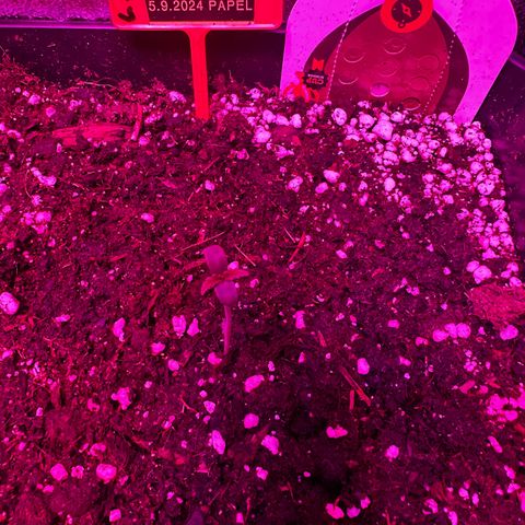 Northern Lights Auto 2 P growlog timeline photo