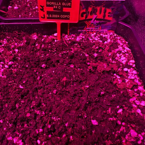 Gorilla Glue #4 C growlog timeline photo