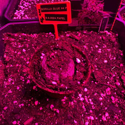 Gorilla Glue #4 P growlog timeline photo