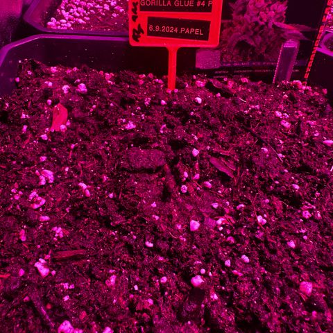Gorilla Glue #4 P growlog timeline photo