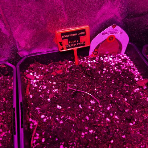 Northern Lights Auto 2 P growlog photo: 16h41
