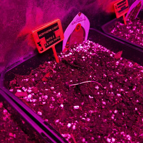 Northern Lights Auto 2 P growlog photo: 16h41