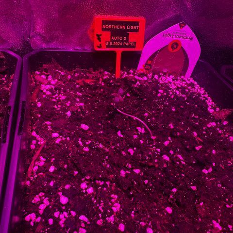 Northern Lights Auto 2 P growlog photo: 18h43