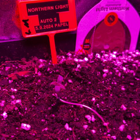 Northern Lights Auto 2 P growlog photo: 18h43