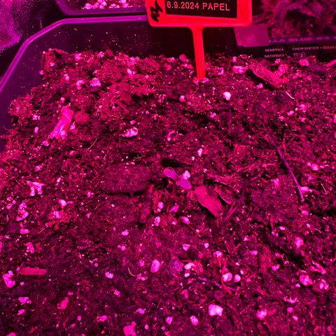 Gorilla Glue #4 P growlog timeline photo