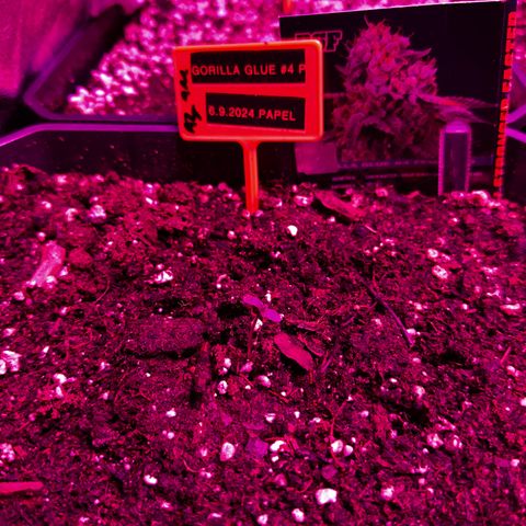 Gorilla Glue #4 P growlog timeline photo