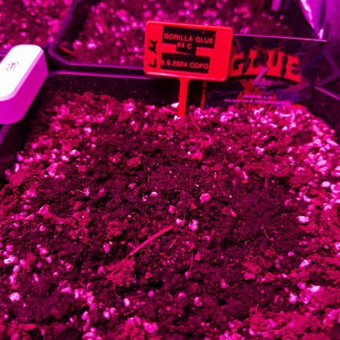 Gorilla Glue #4 C growlog timeline photo