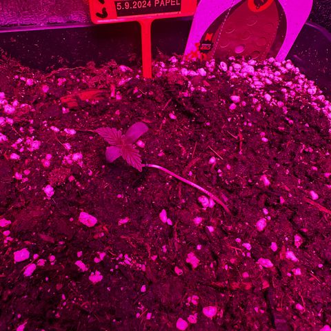 Northern Lights Auto 2 P growlog timeline photo