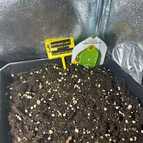 Northern Light Auto 3 PC growlog timeline photo
