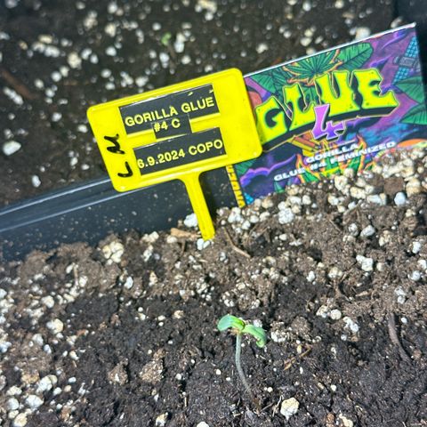 Gorilla Glue #4 C growlog timeline photo