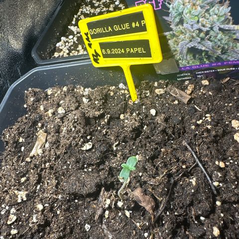 Gorilla Glue #4 P growlog timeline photo