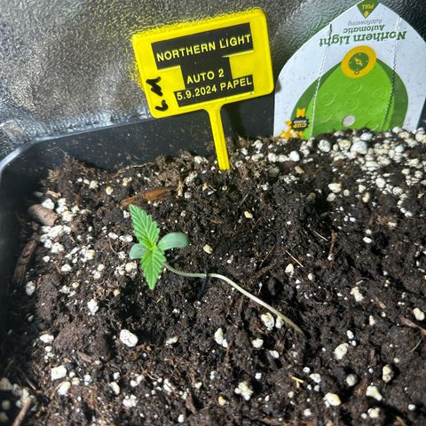 Northern Lights Auto 2 P growlog timeline photo