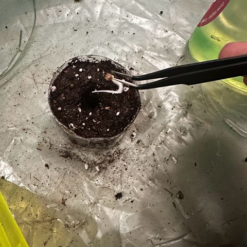 Medusa F1/2 PC growlog timeline photo