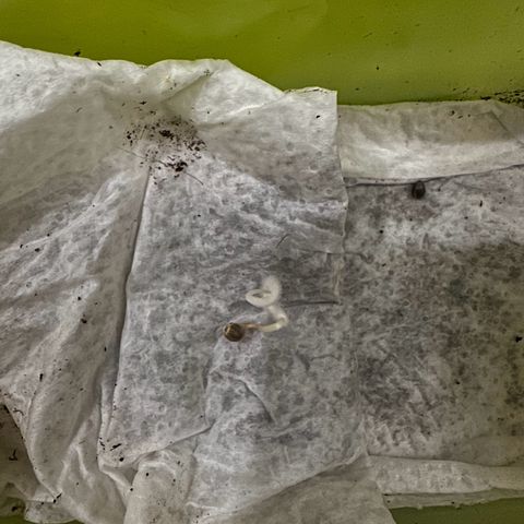 Speedy Chile 2P growlog timeline photo