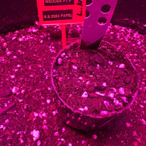 Medusa F1 P growlog timeline photo