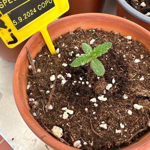 Special Kush 1 C growlog timeline photo