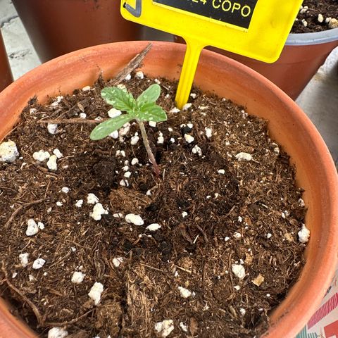 Special Kush 1 C growlog timeline photo