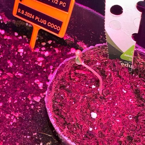 Medusa F1/2 PC growlog timeline photo