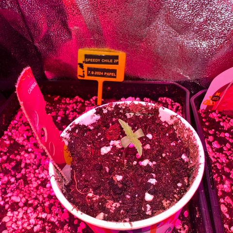 Speedy Chile 2P growlog timeline photo