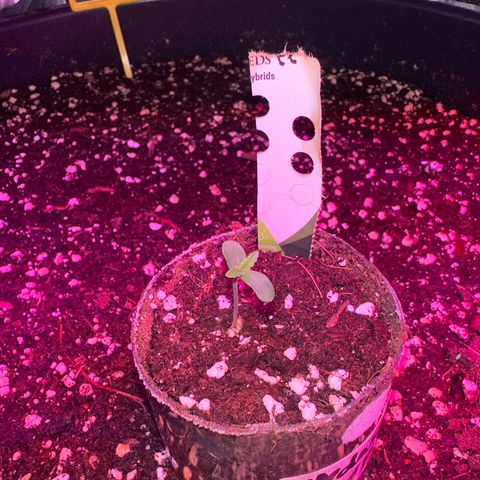 Medusa F1 P growlog timeline photo