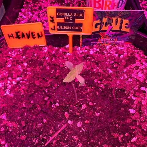Gorilla Glue #4 C growlog timeline photo