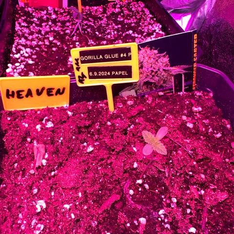 Gorilla Glue #4 P growlog timeline photo