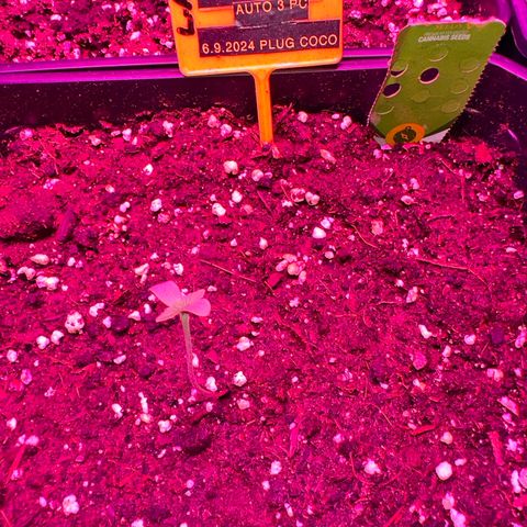 Northern Light Auto 3 PC growlog timeline photo