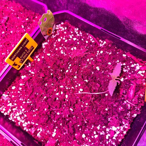 Northern Lights Auto 2 P growlog timeline photo