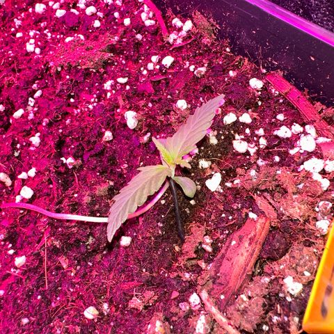 Northern Lights Auto 2 P growlog timeline photo
