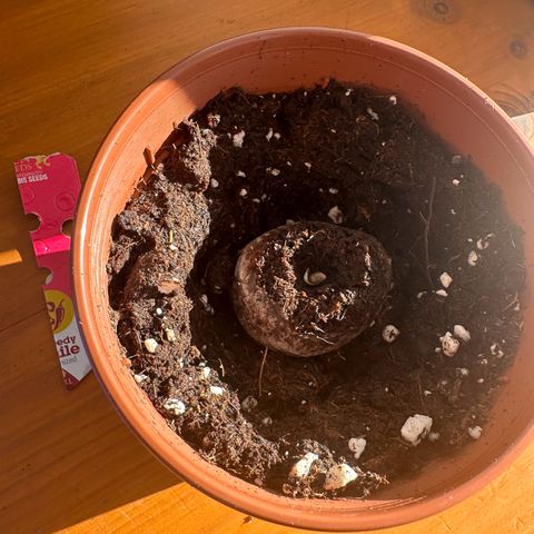 Speedy Chile 1C growlog timeline photo