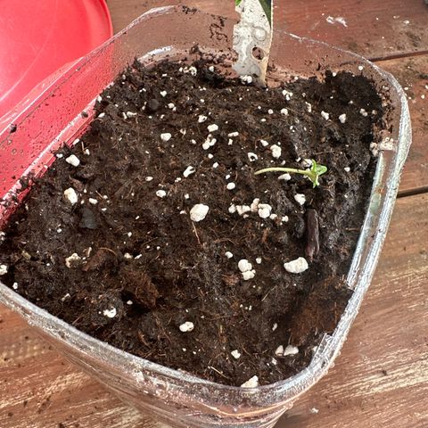 Medusa F1/2 PC growlog photo: Muda de vaso 