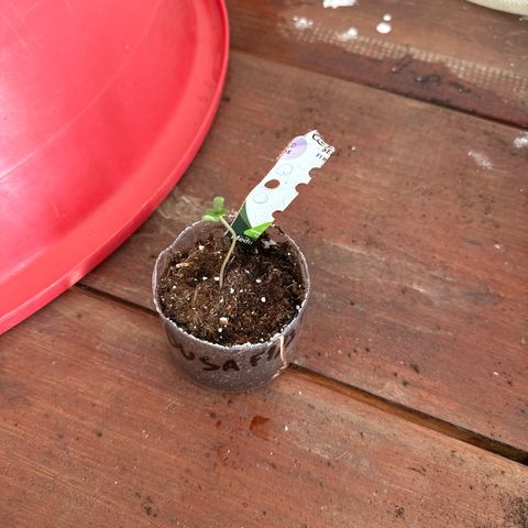 Medusa F1/2 PC growlog photo: Muda de vaso 