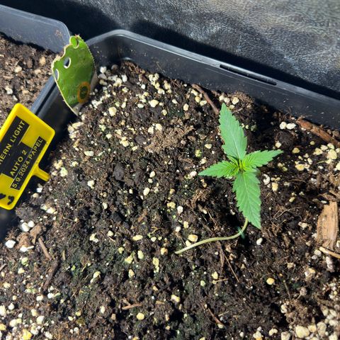 Northern Lights Auto 2 P growlog timeline photo