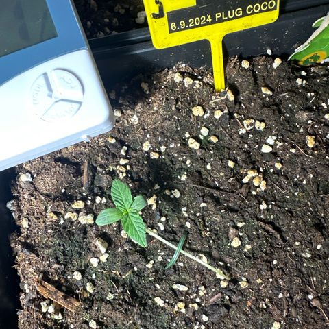 Northern Light Auto 3 PC growlog timeline photo