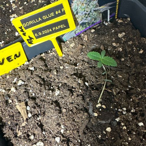 Gorilla Glue #4 P growlog timeline photo