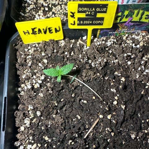 Gorilla Glue #4 C growlog timeline photo