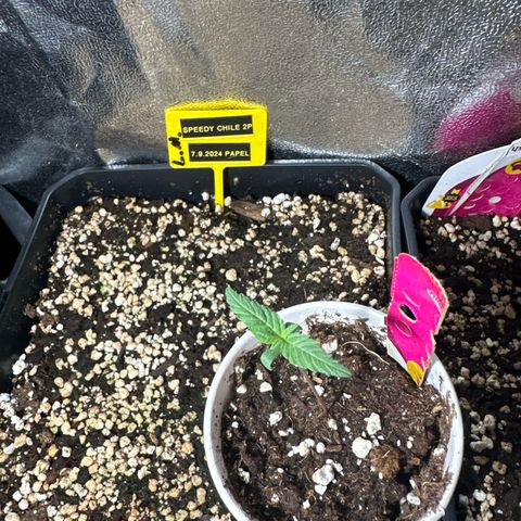 Speedy Chile 2P growlog timeline photo